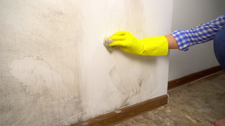 Best Comprehensive Air Testing for Mold Contaminants  in Catalina Foothills, AZ