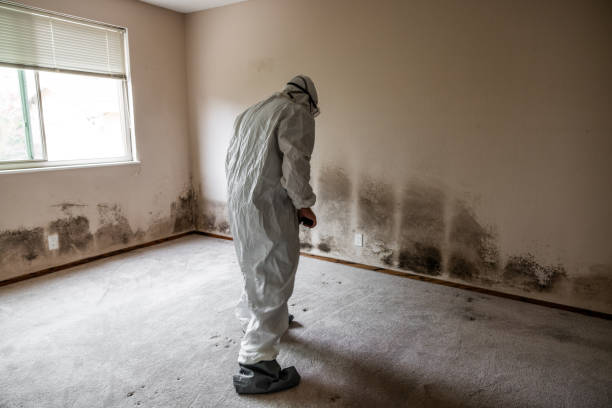 Best Mold Odor Removal Services  in Catalina Foothills, AZ