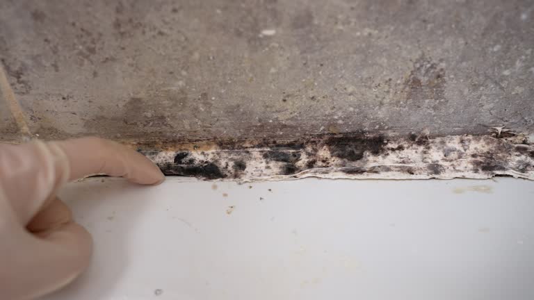 Best Post-Construction Mold Inspection  in Catalina Foothills, AZ
