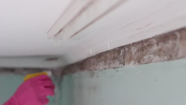 Best Biohazard Mold Removal  in Catalina Foothills, AZ