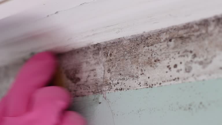 Best Residential Mold Inspection & Testing  in Catalina Foothills, AZ